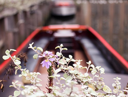 Close up flowers with blurred canal boats in the background