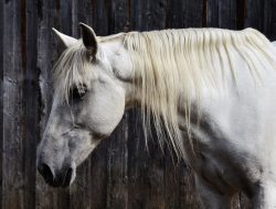 Horseback Riding Near Me in Carlsbad